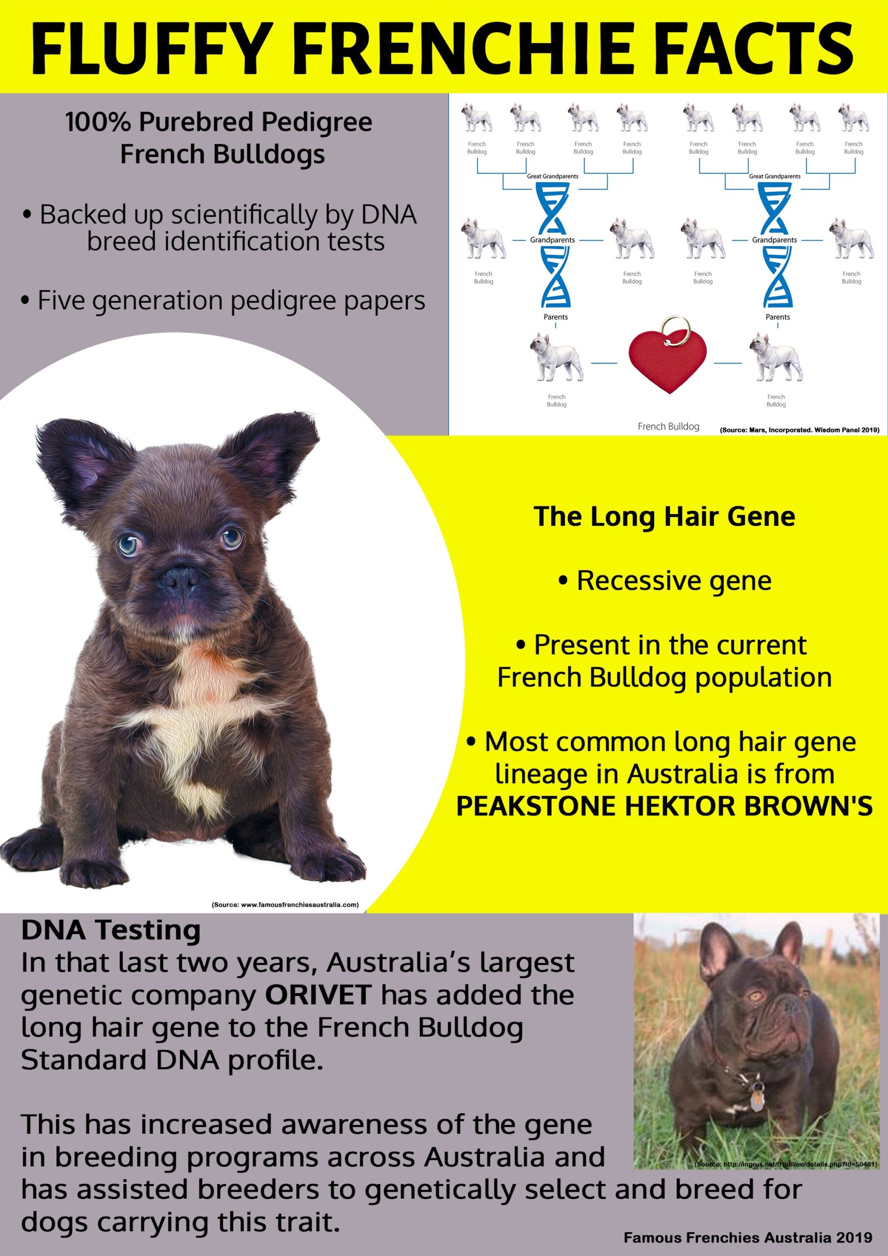 Exploring Fluffy French Bulldogs Mixed Breeds